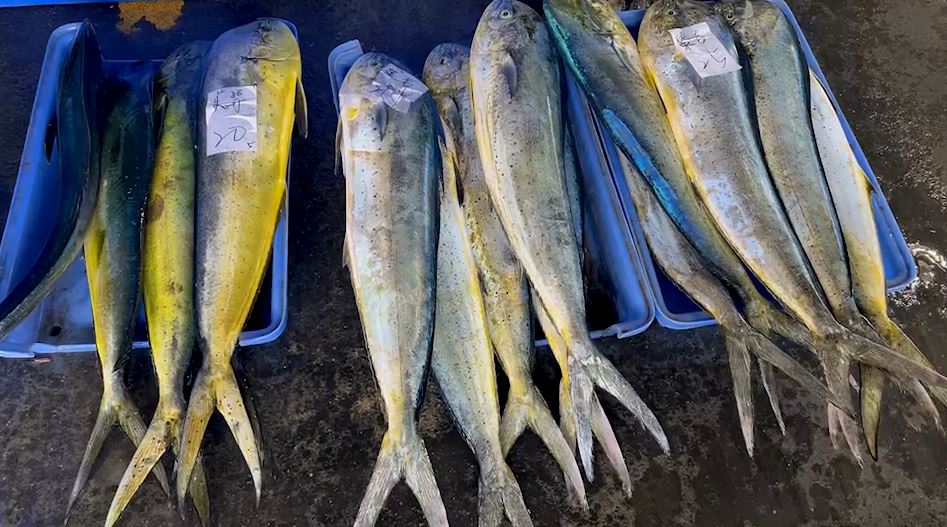 台東鬼頭刀大豐收! 捕獲量逾120萬公斤