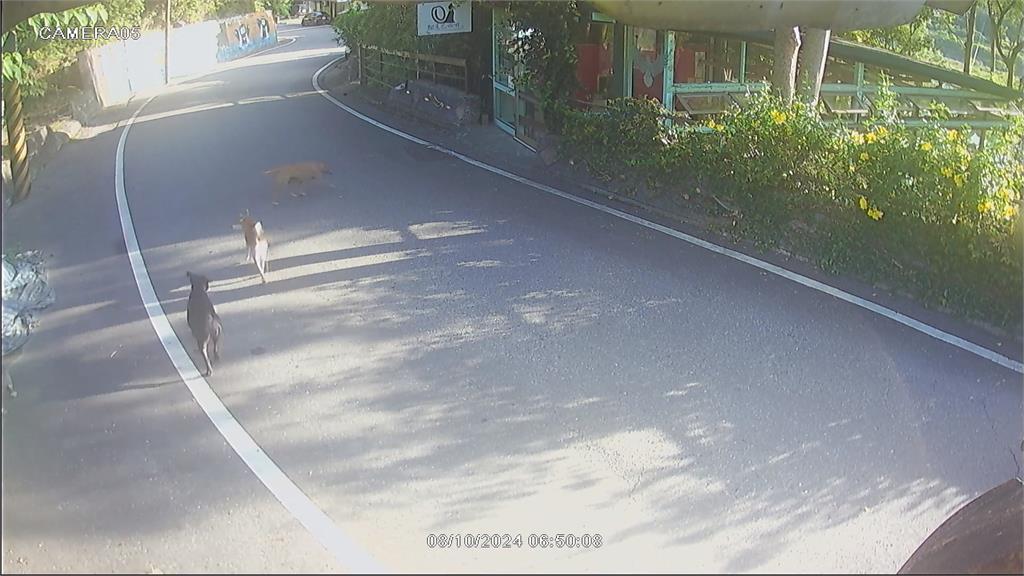 又沒繫牽繩!花蓮惡犬攻擊男童 還曾咬死鄰居愛貓