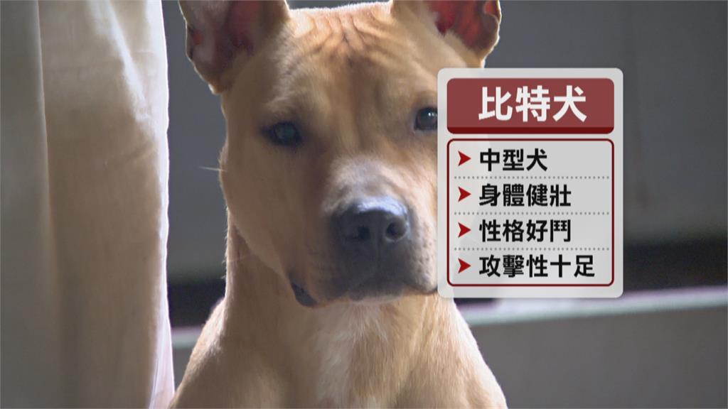 3月起「禁養比特犬」　已飼養2月底前須申報