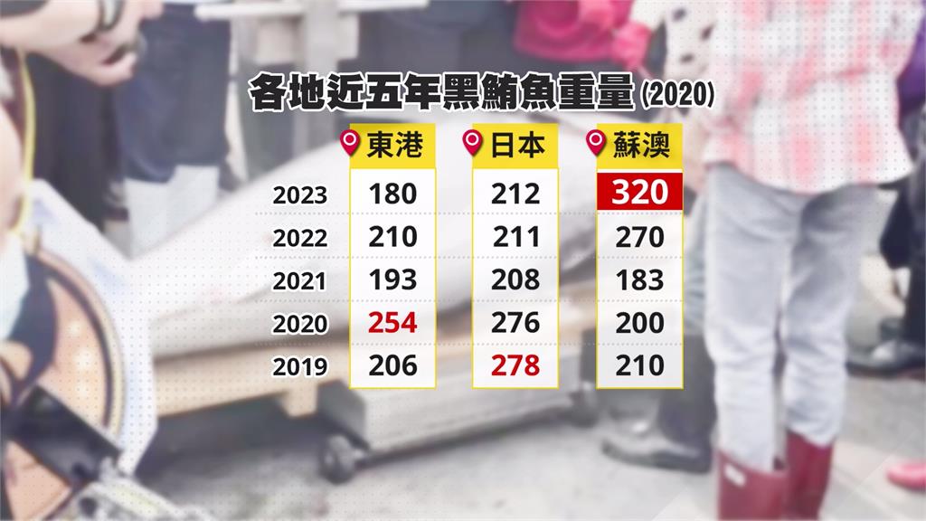蘇澳漁船捕獲宜蘭第一鮪 重320公斤創近年紀錄