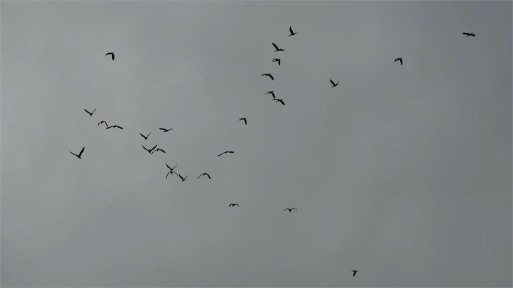成群「鸕鶿」基隆河畔覓食　吸引居民.鳥迷觀賞侯鳥