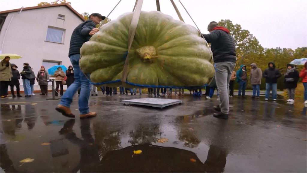 史上最重！波蘭舉行南瓜大賽　巨無霸「546公斤南瓜」破紀錄