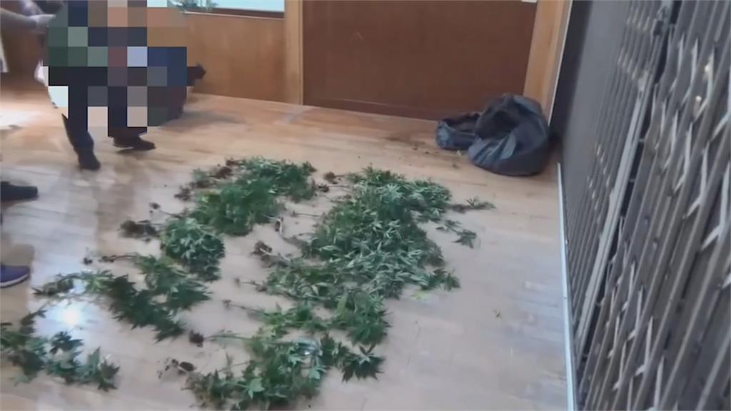 宜蘭警跨縣市追蹤毒品案 警方攻堅住處驚見滿地大麻活株