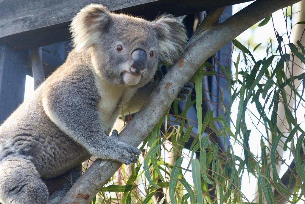 無尾熊要「轉大人」　平川、神戶動物園合作繁殖無尾熊