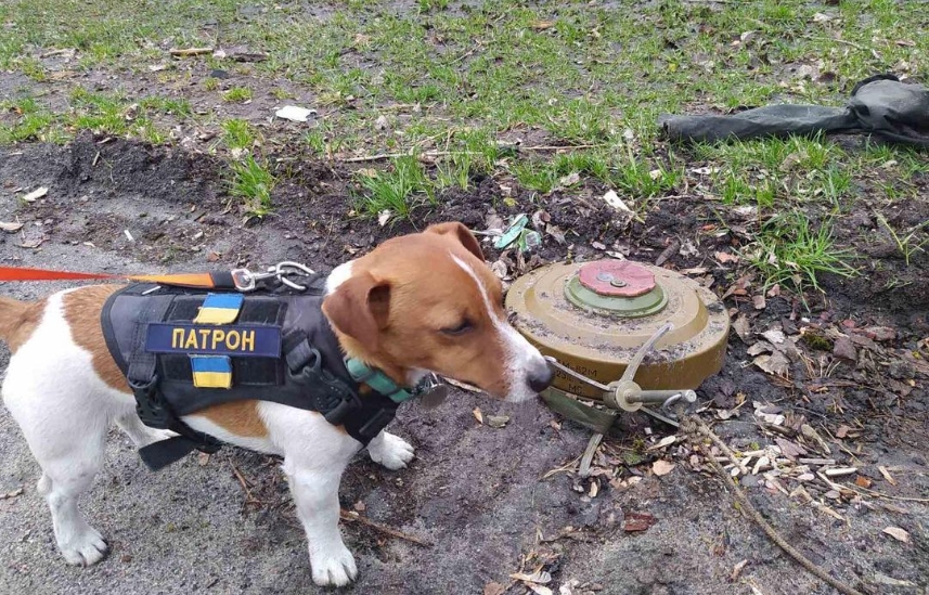 戰火下小小英雄！烏克蘭「最Ｑ守護犬」1個月嗅出上百顆爆炸裝置