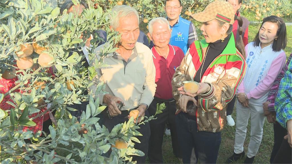 直播推廣斗六農產　陳美鳳、王中平體驗採茂谷柑