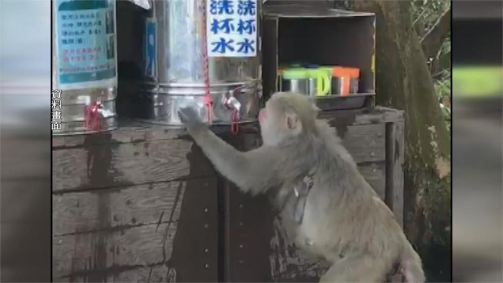 猴厲害!柴山獼猴「習得新技能」 奉茶站自己開水桶喝水