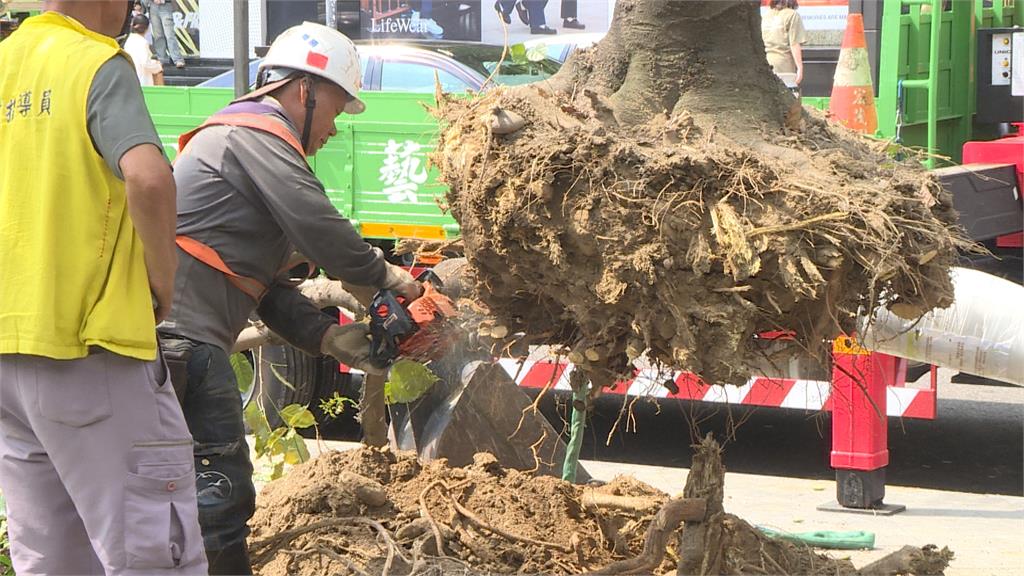 為爵士音樂節移植路樹？　中市府駁斥：和音樂節無關