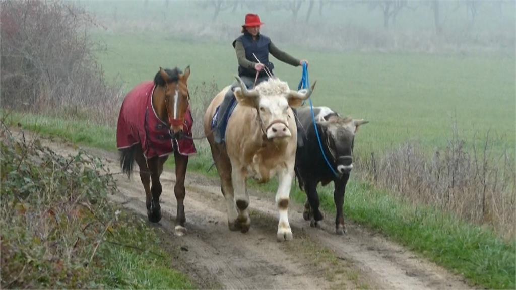 披著牛皮的馬！馴練師養牛當馬騎　學各種馬術還能跳1公尺障礙