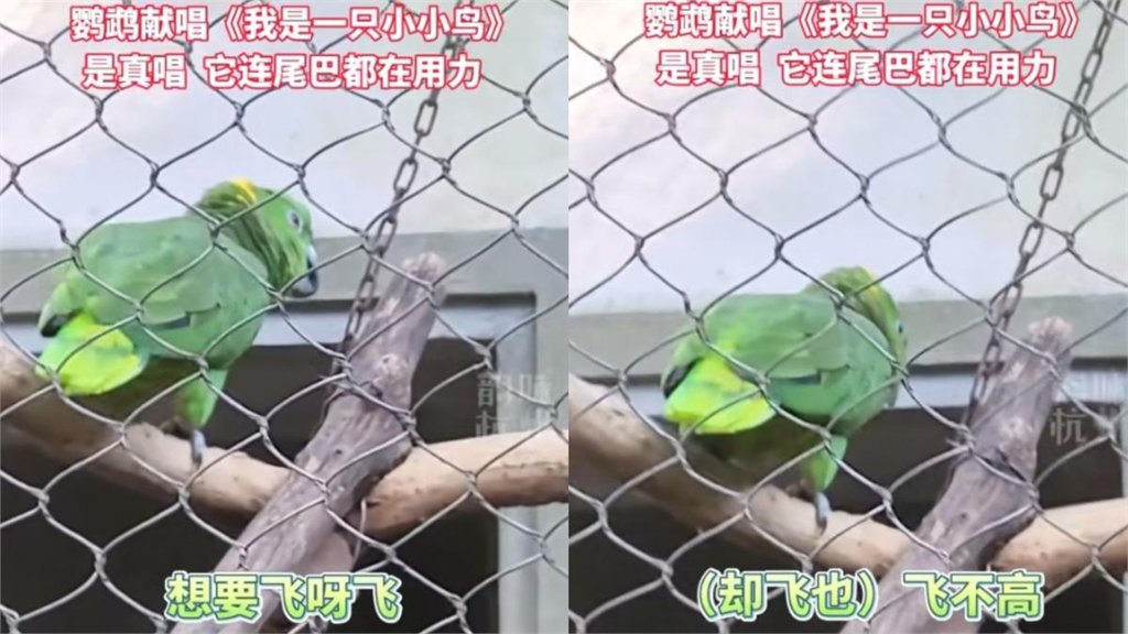 動物園悲痛鸚鵡難過唱「我是一隻小小鳥，想要飛卻飛不高」！惹哭全網