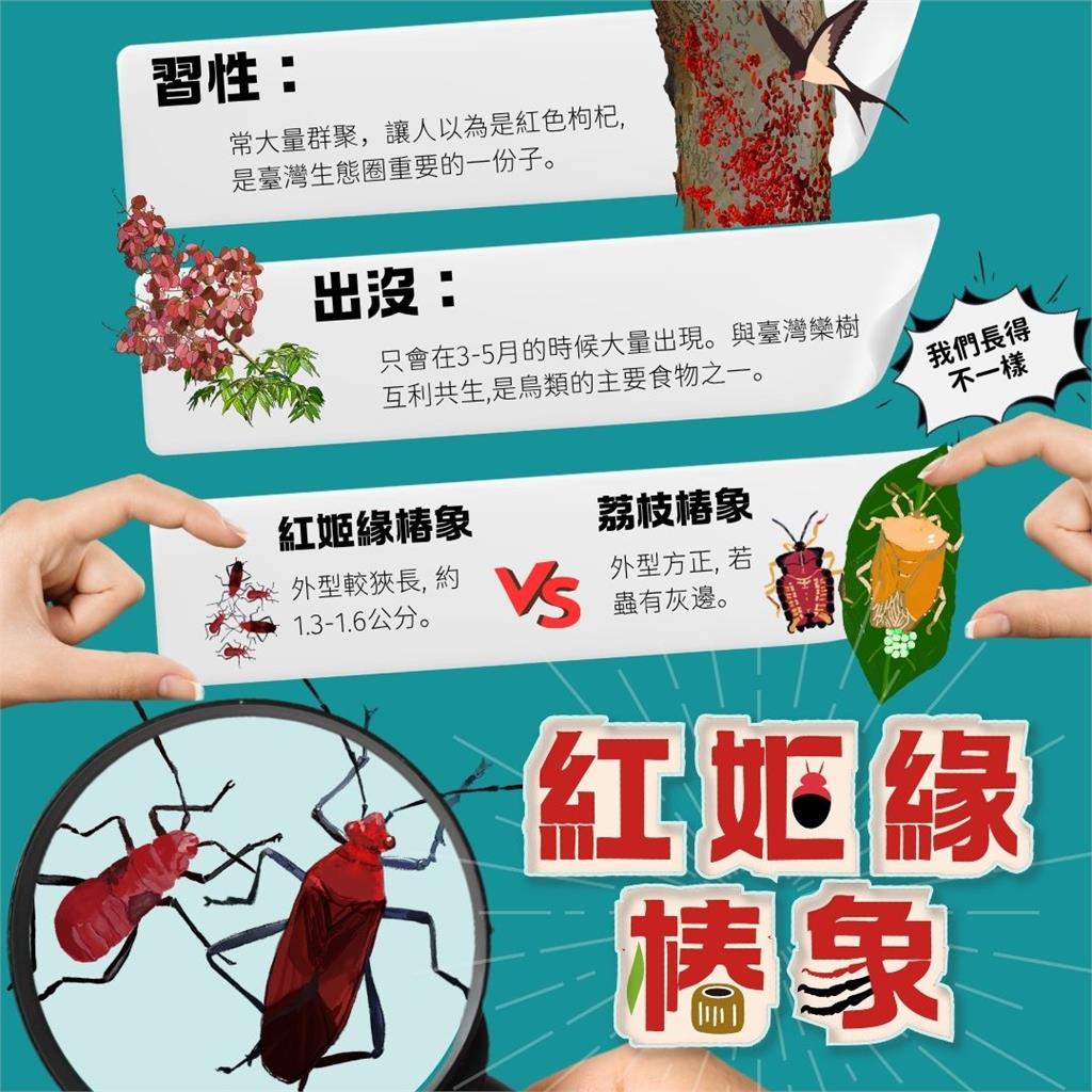 新北蘆洲「這路」樹木出現爆紅蟲大軍！「密密麻麻畫面曝光」農業局說話了