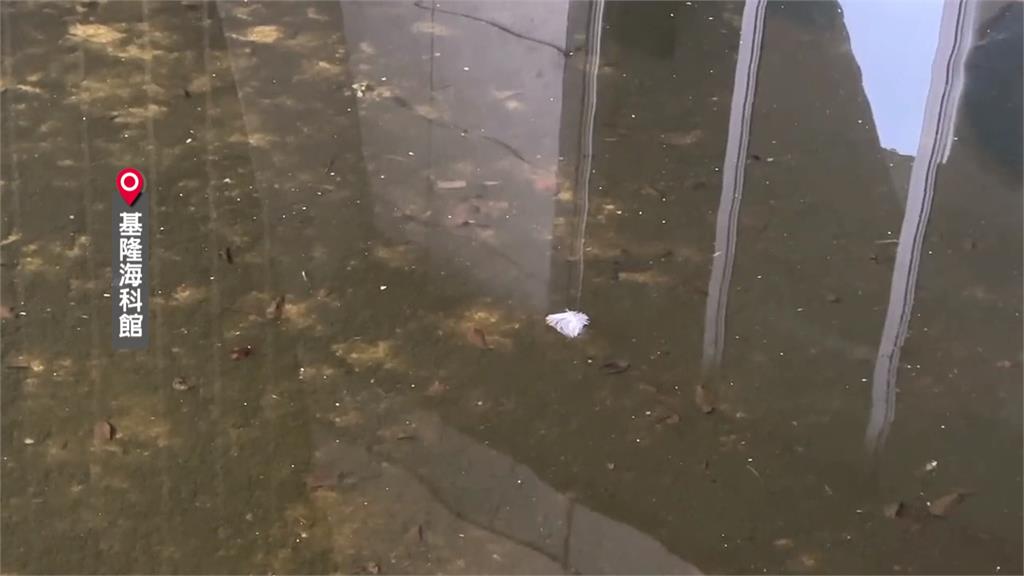 基隆海科館外池塘成污水池!? 館方認"淡季"尚未維護