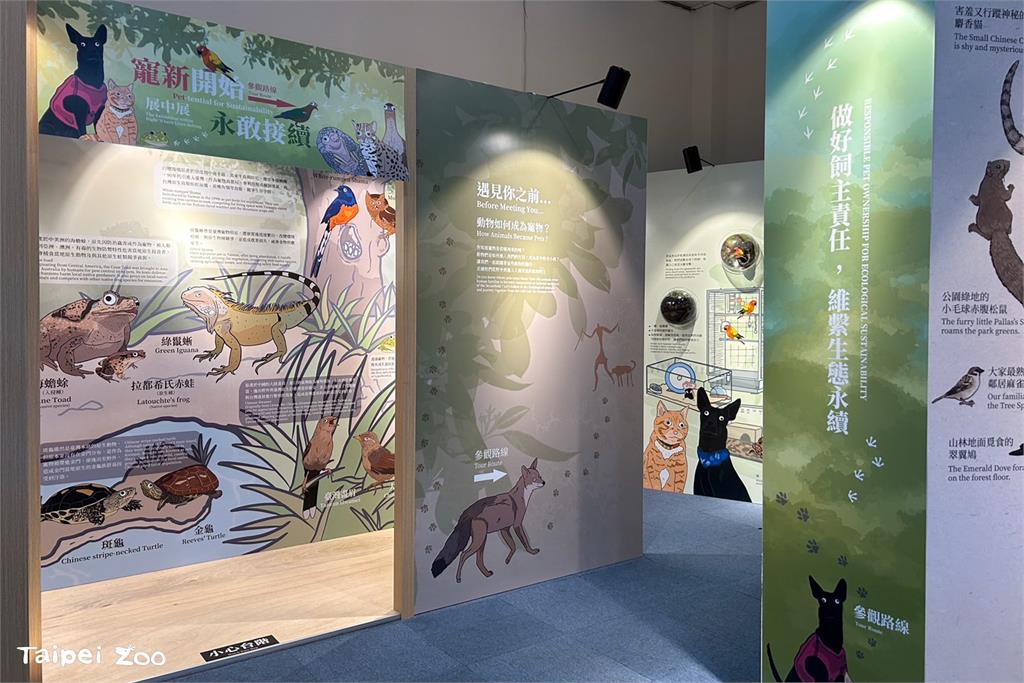 快新聞/穿山甲、石虎屢遭攻擊! 北市動物園:遊蕩犬貓威脅本土動物勿任意餵食、棄養