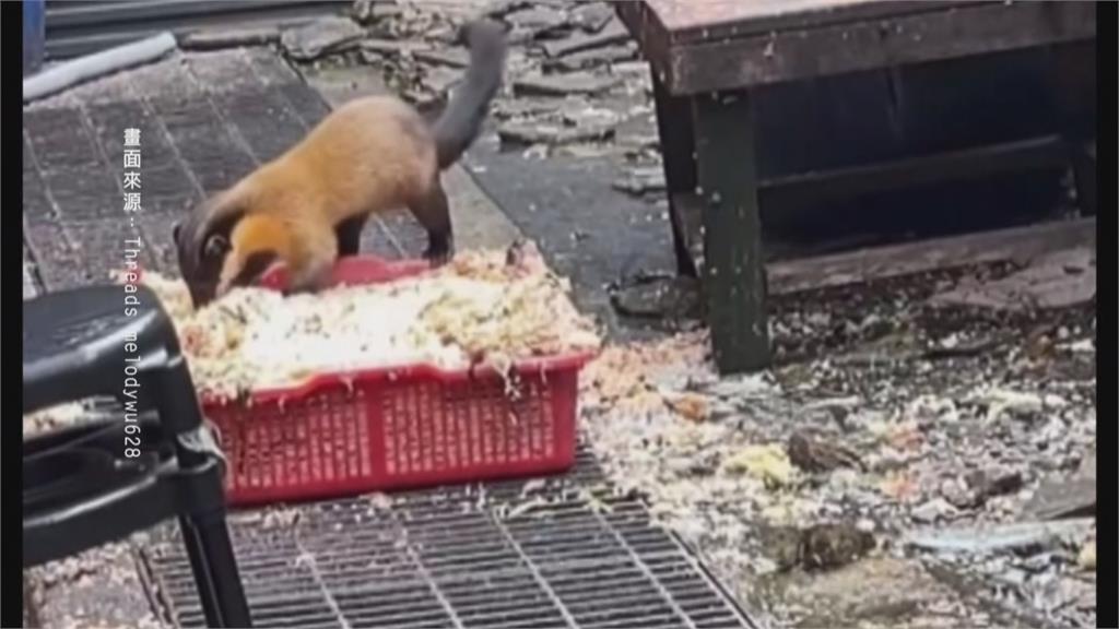 排雲山莊驚見黃猴貂吃廚餘buffet 恐傳染疾病 玉管處承諾加強改善