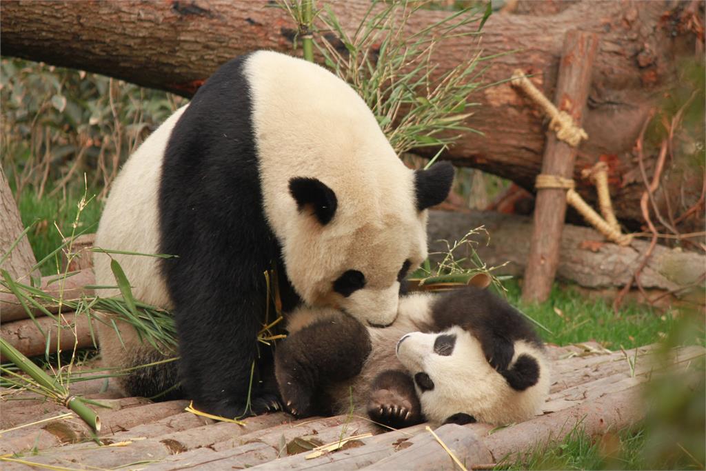 任務失敗？英國「最後1對熊貓夫妻」12月初被送回中國…外界瘋猜「背後原因」