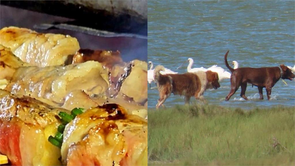 中餐廳疑直播「烹飪貓掌」遭檢舉!老闆出面澄清「無違法」:是狗肉