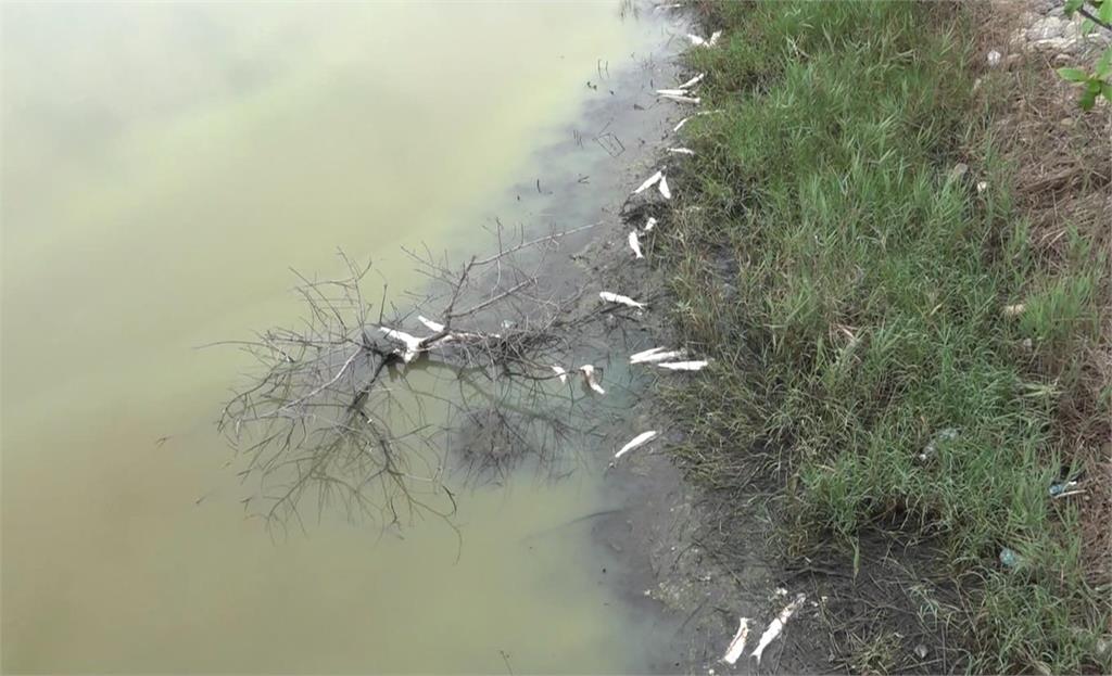 雲林久旱未雨　口湖鄉椬梧滯洪池浮上千魚屍