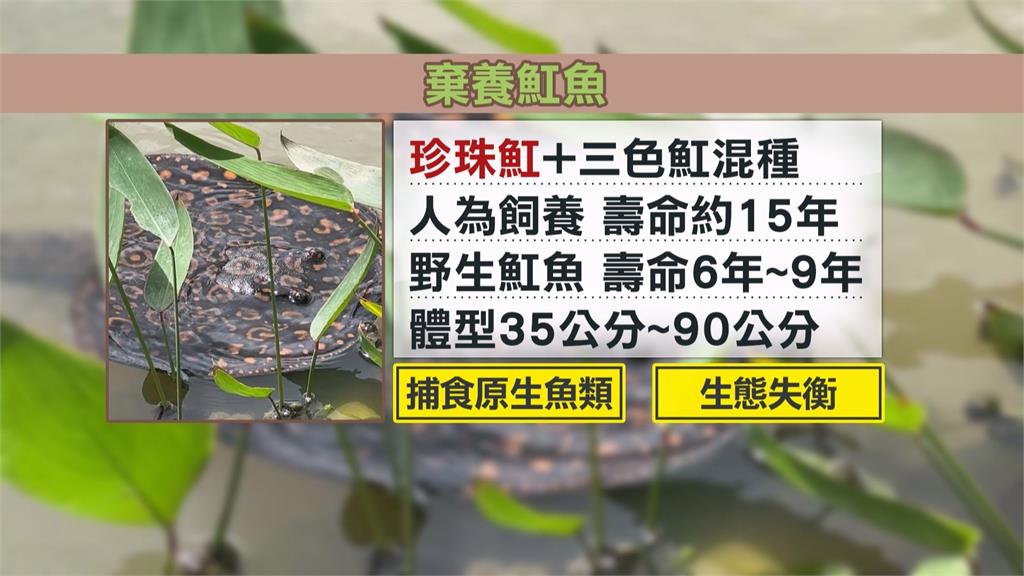 高雄澄清湖旁池塘出現大量魟魚　疑被人惡意棄養　最高可罰15萬