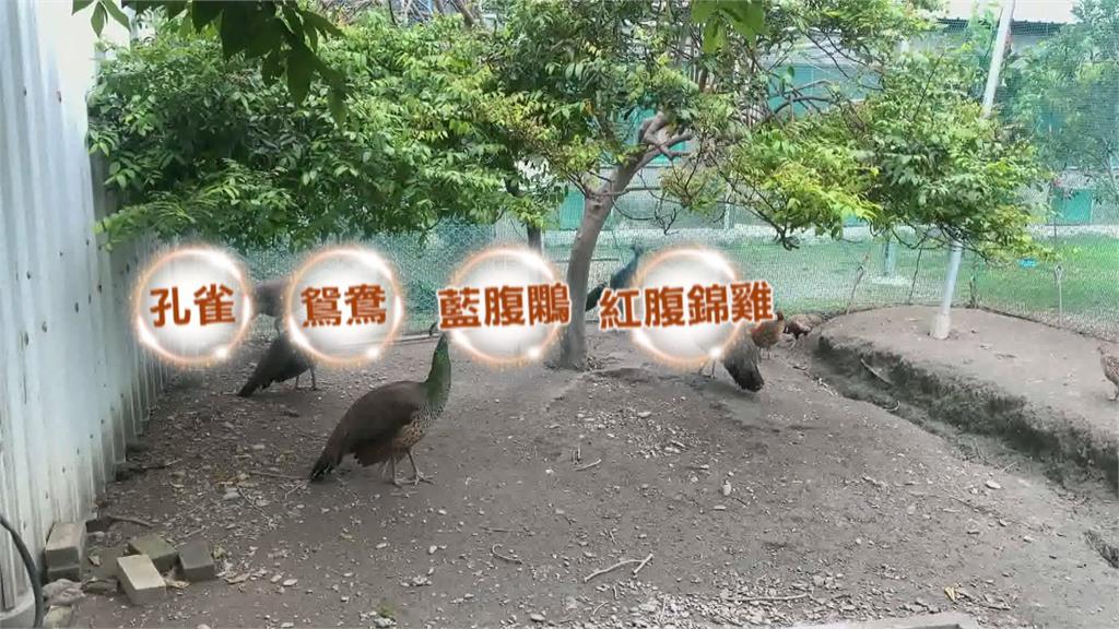 天外飛孔雀? 民眾自家陽台驚見孔雀停留