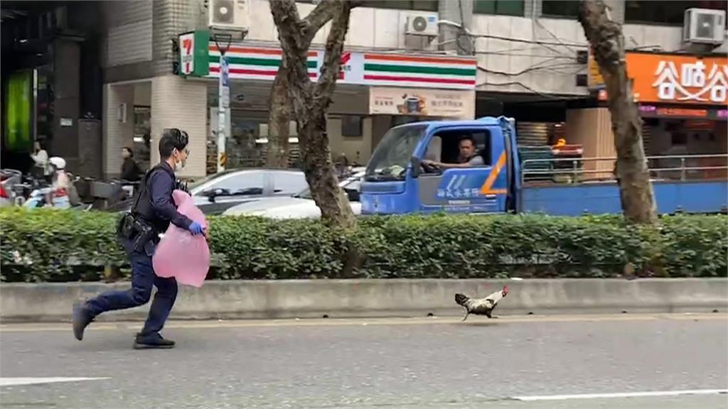 台北街頭驚見「活雞亂竄」！員警馬路狂奔靠漁網「圍捕」落跑雞