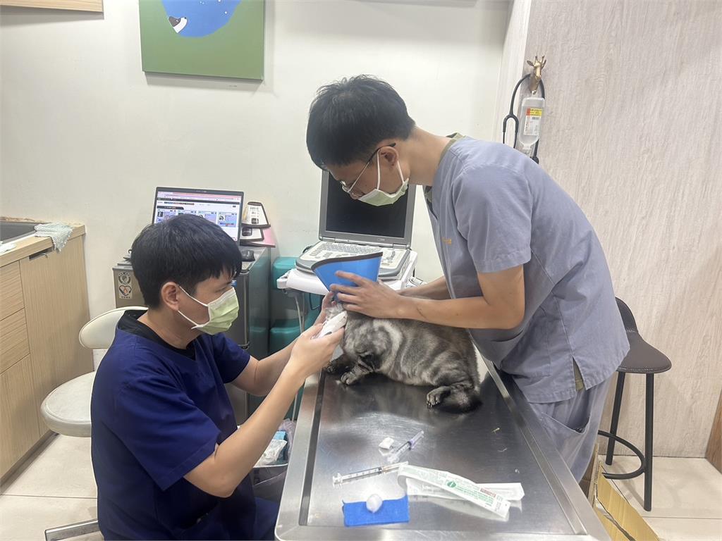 只有一條命!飛天小貓墜落受重傷 獸醫師說「這些觀念」是錯誤迷思