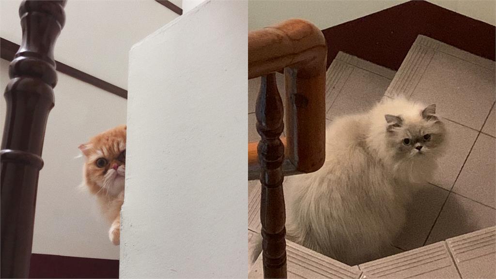 貓奴一直都被騙了！日專家破解貓咪「剩飯真相」：不是吃不下...3招改善食慾