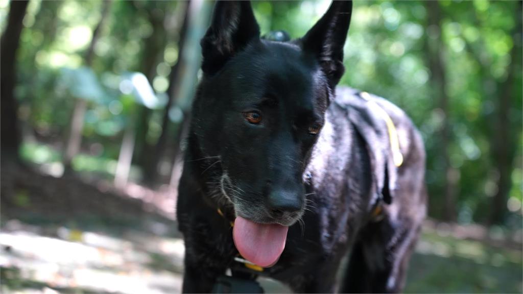 異言堂／嗅覺比人類強十萬倍！路徑追蹤搜救犬出動！把失智阿嬤安全帶回家