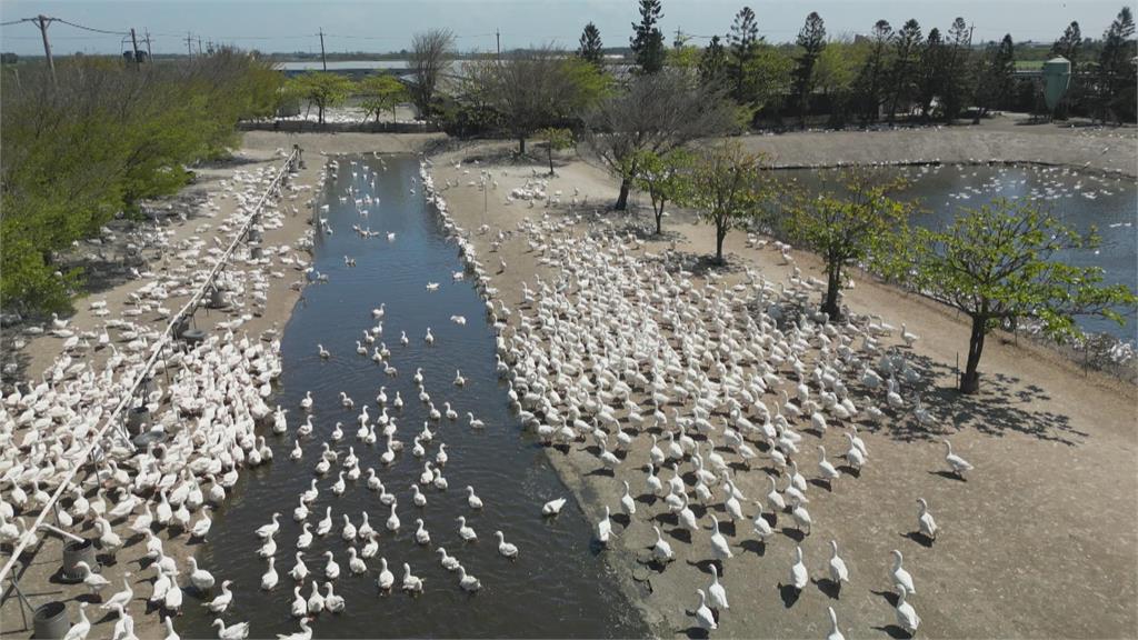 雲林力拚產業升級! 養鵝重鎮四湖鄉走向「智慧農業」