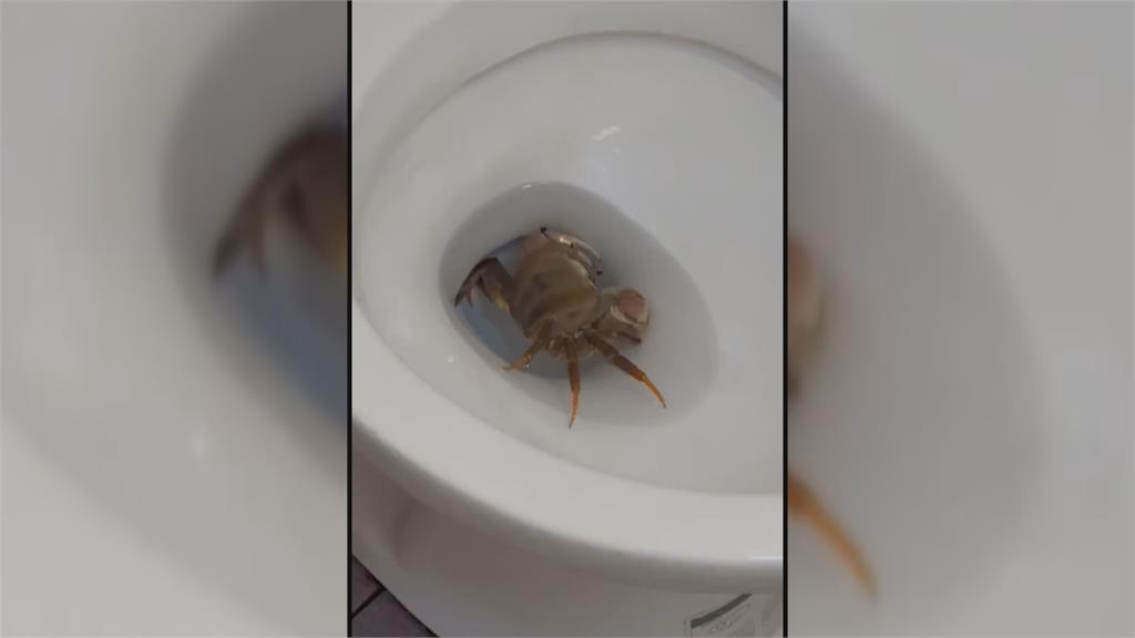 奇!馬桶怎麼爬出一隻螃蟹 嘉義區漁會專員這樣解釋