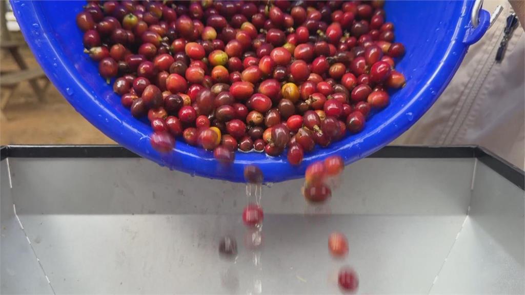 千坪咖啡園！　暨南大學種千棵咖啡樹　開設一條龍課程