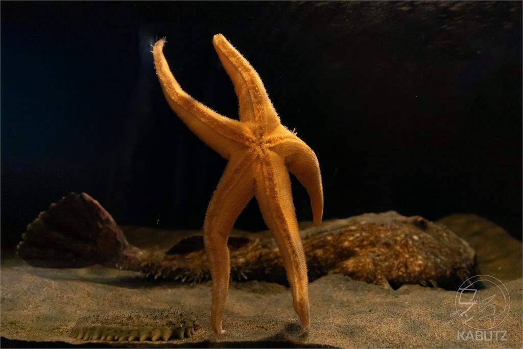 日本水族館海星「揮手道別」暴紅！萌樣狂吸370萬人搶看…網喊：像下班的我