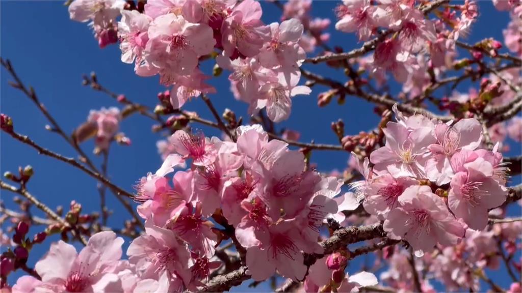 武陵農場"河津櫻"提前報到! 綻放3成搶先迎賓