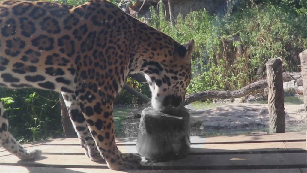 德州動物園消暑有撇步！　美洲豹啃特製「血冰棒」