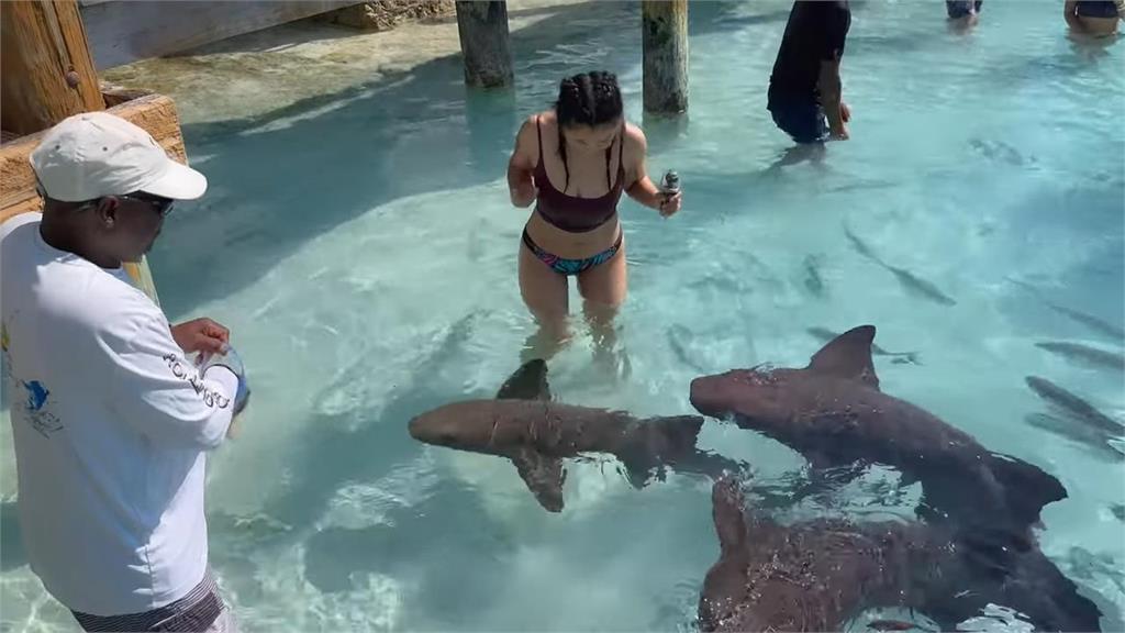 與鯊共游！巴哈馬初見「鯊魚翻肚任人摸」　難得體驗萌翻山東妞