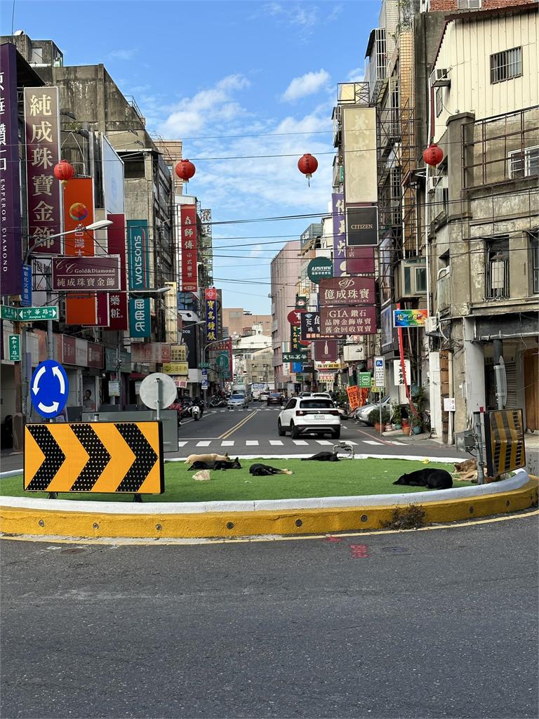 馬路中央出現「全台最小寵物友善公園」?他曝地點在這縣市:太舒適