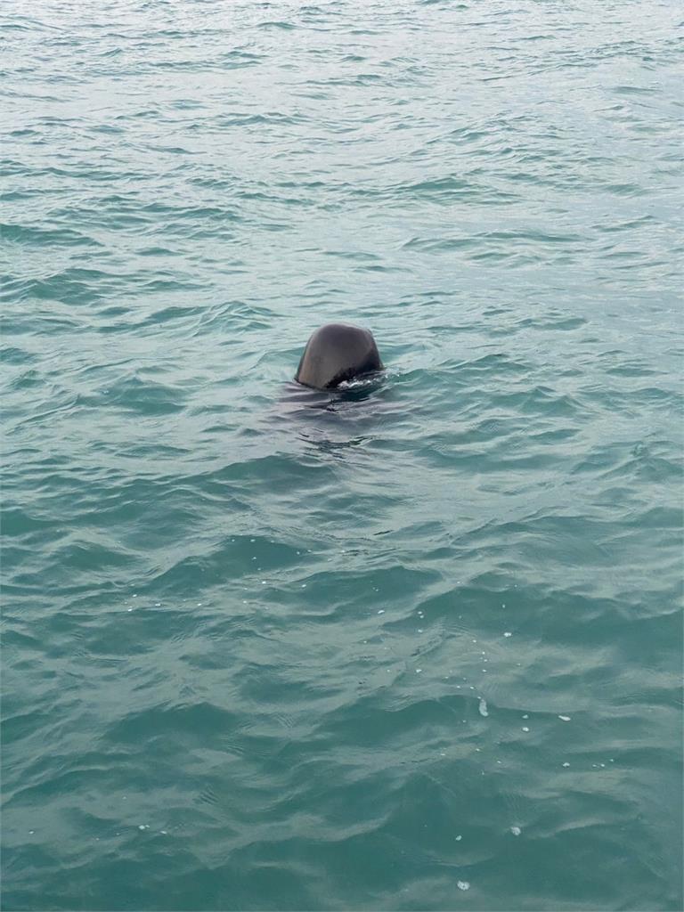 海面載浮載沉！2領航鯨遭網子纏住　受困高雄蚵仔寮