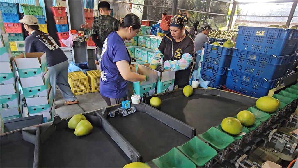 中秋統戰大禮包？　中國開放79家台灣文旦柚進口「獨厚花蓮」