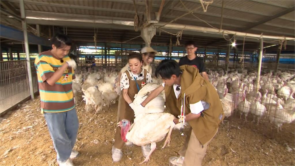 尋找火雞肉達人　藝人前進雞舍幫火雞鋪床.換飼料