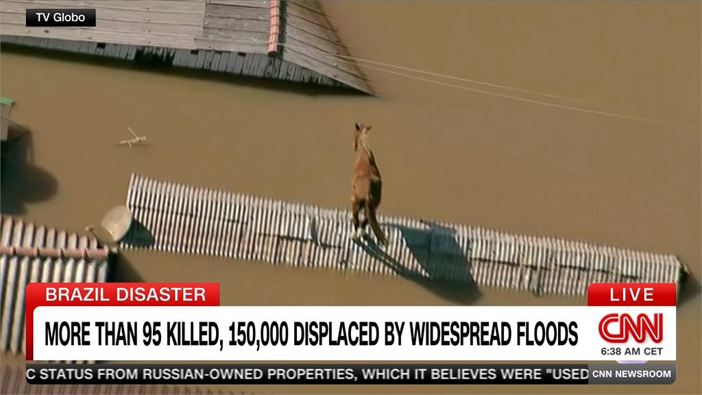 巴西南大河州洪災100死128失蹤　大量動物受困中