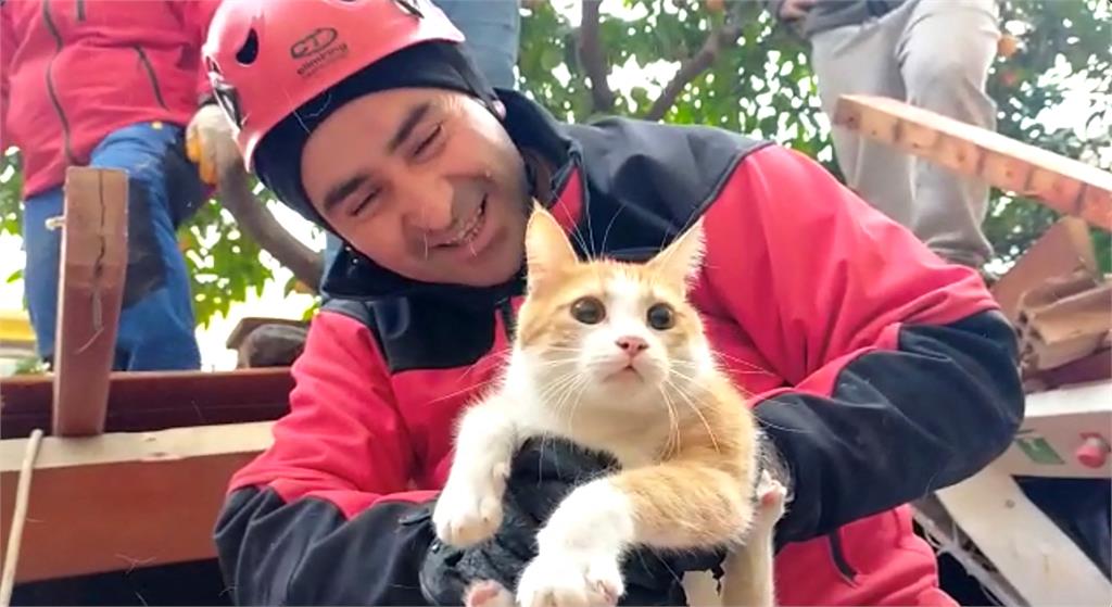 不放棄每條生命！土耳其人愛貓「強震營救喵夥伴」畫面暴紅引熱淚