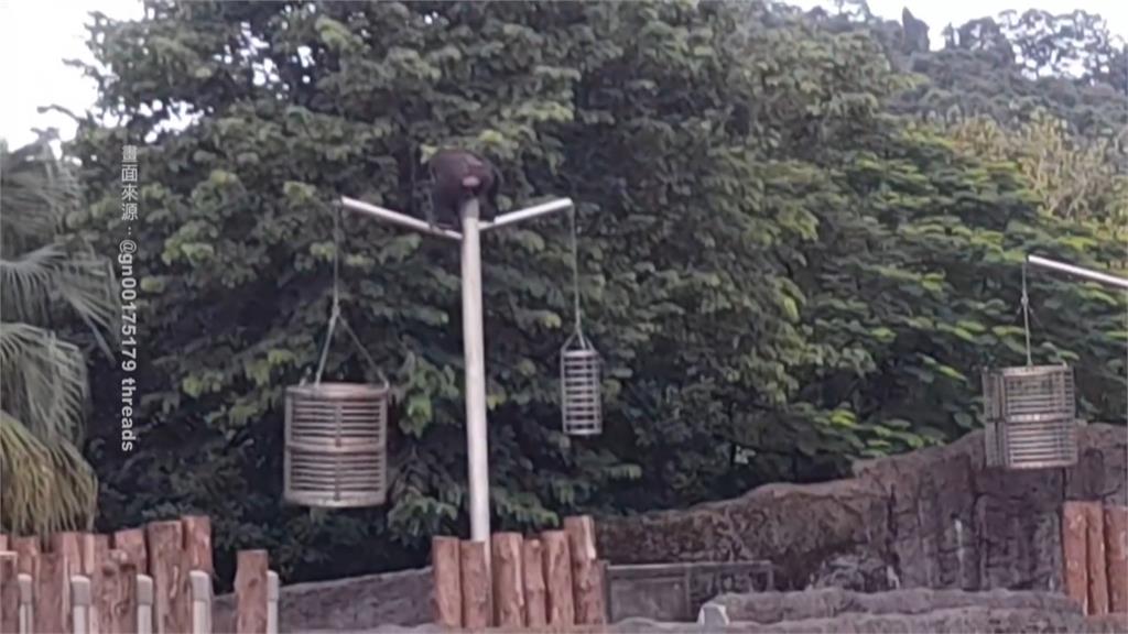 台北市立動物園2猩猩脫逃！　闖長頸鹿區1小時落網