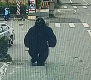 花蓮出現黑猩猩騎車逛大街 沒戴安全帽恐挨罰