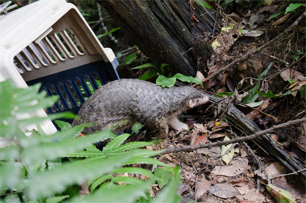 快新聞／大年初五拯救穿山甲！北市動物園號召全民出動