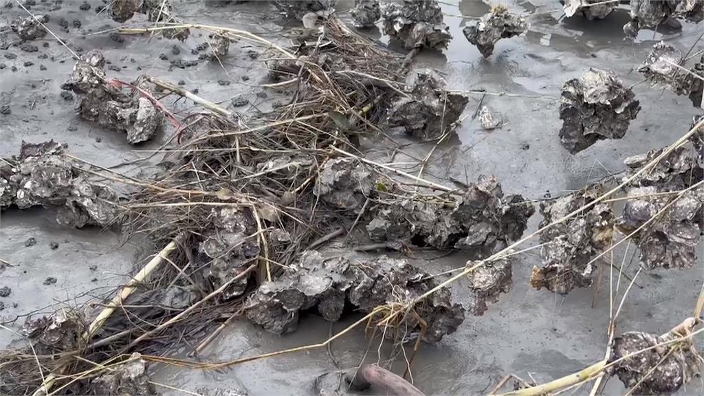 颱風釀海水倒灌沖倒彰化蚵棚　枯木雜草覆蓋牡蠣死亡災損約三成