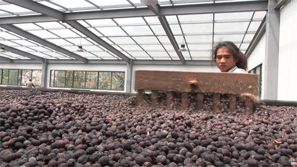 不只普洱茶! 雲南盛產「咖啡豆」農民拓展精品市場