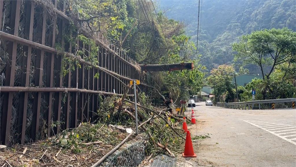 台21線路樹倒下砸中南投縣府公務車 車內處長與科長受驚