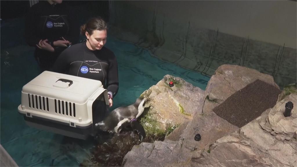 美國水族館打造「企鵝養老院」　滴眼藥水、足療安享晚年