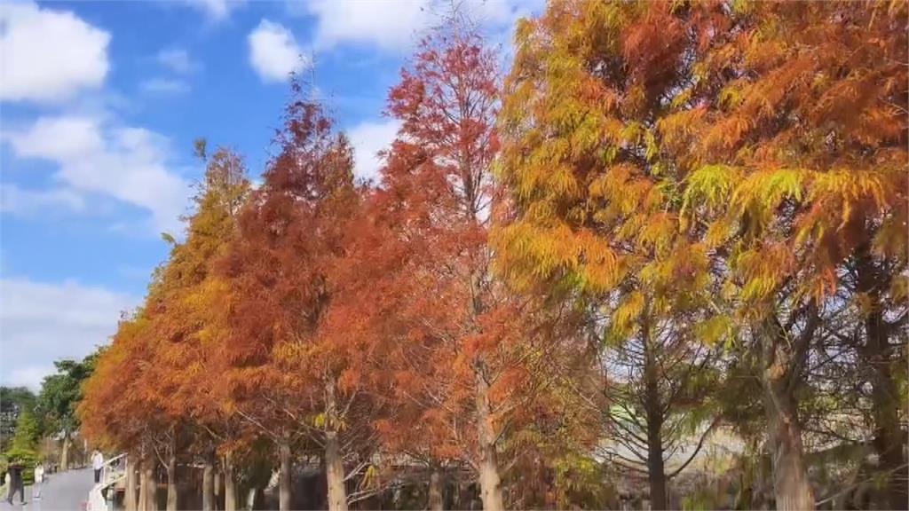 苗栗落羽松秘境 公館與通霄緋紅連線