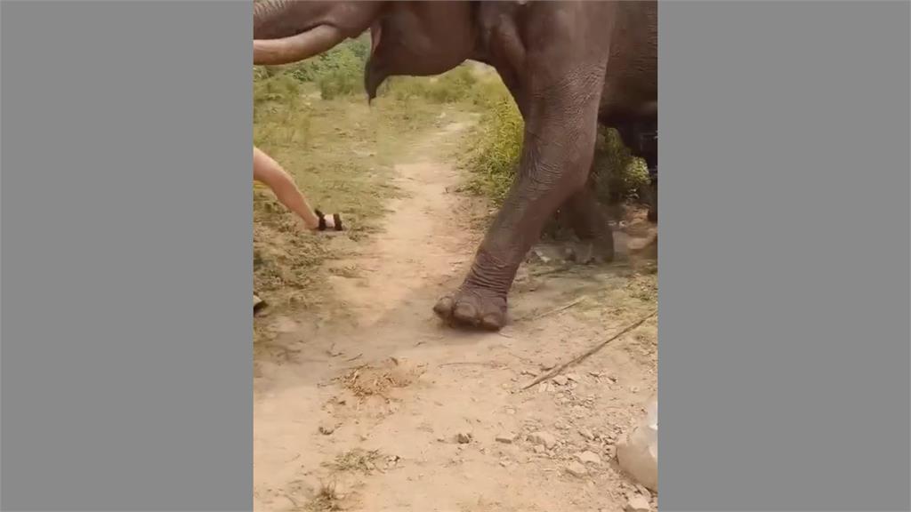 瘋狂捉弄！女子手持香蕉「要餵不餵」引誘大象　下秒慘遭撞飛嚇壞眾