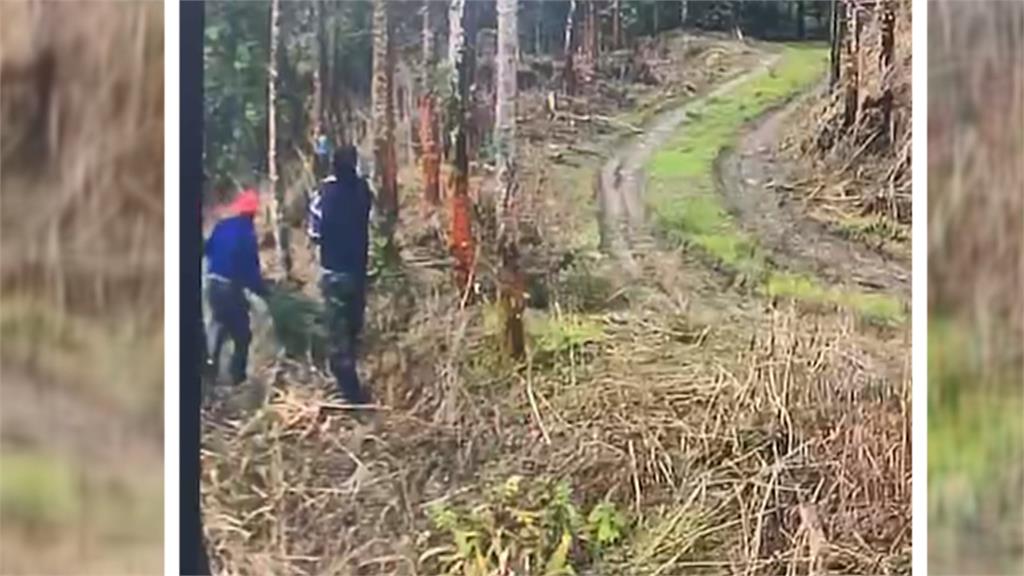 花蓮「檳榔賊」拿專業工具偷割檳榔樹 竊盜前科男依加重竊盜法辦